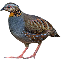 Rufous-throated Hill Partridge